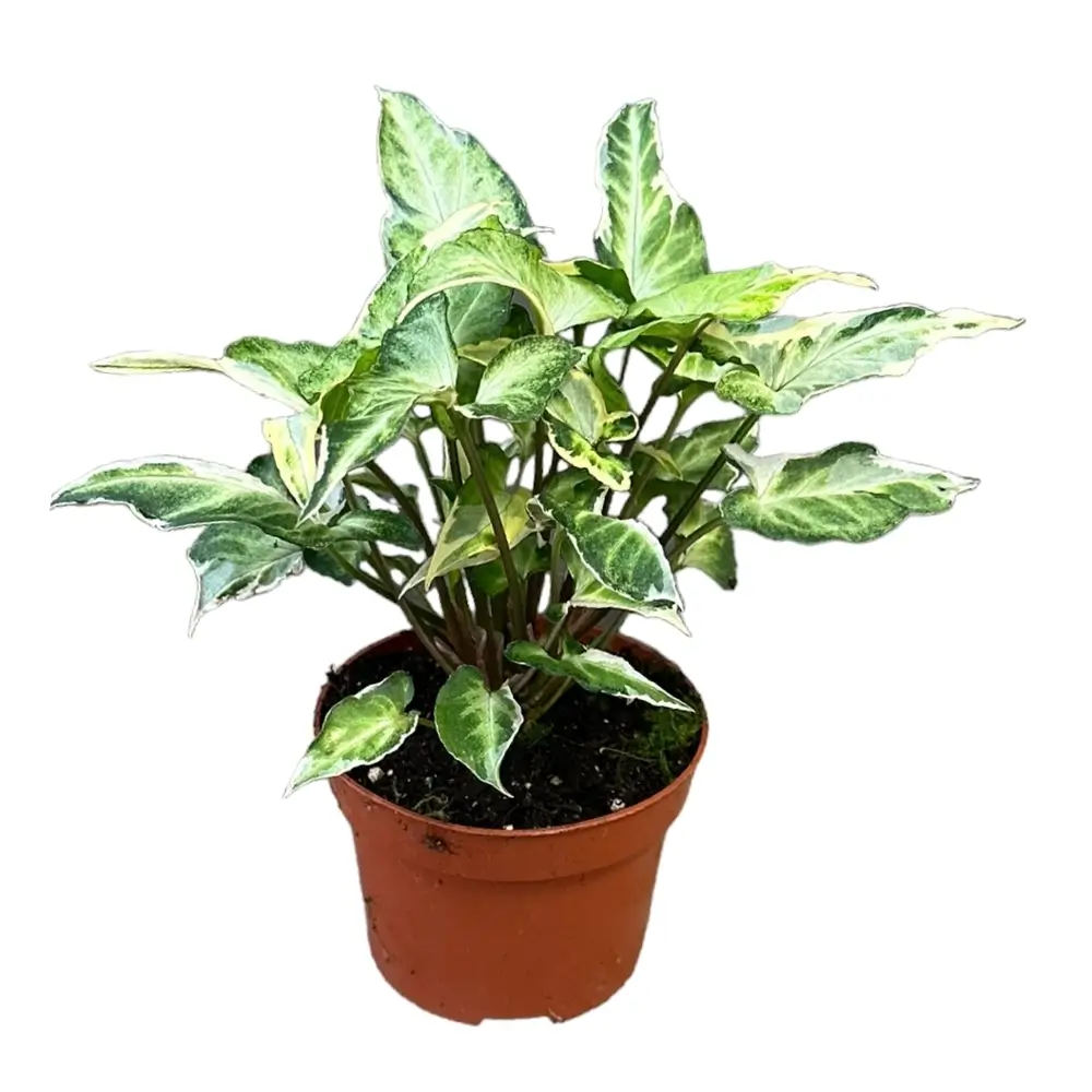 Syngonium podophyllum 'T25' potted plant in nursery pot on white background.