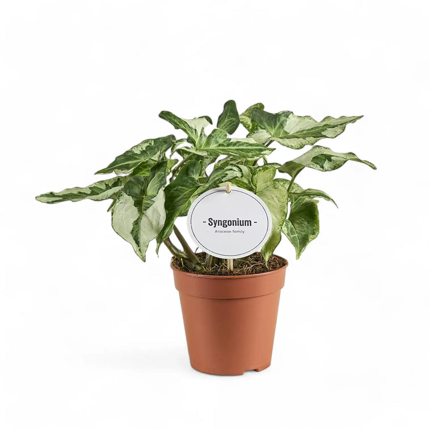 Syngonium podophyllum 'Three Kings' ('Magic marble') potted plant in nursery pot on white background.