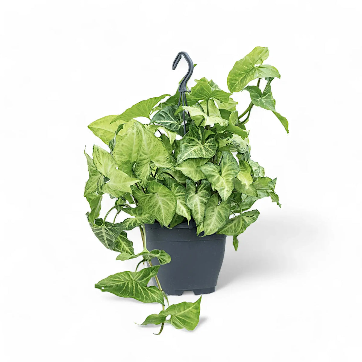 Syngonium podophyllum 'White Butterfly' potted plant in nursery pot on white background.