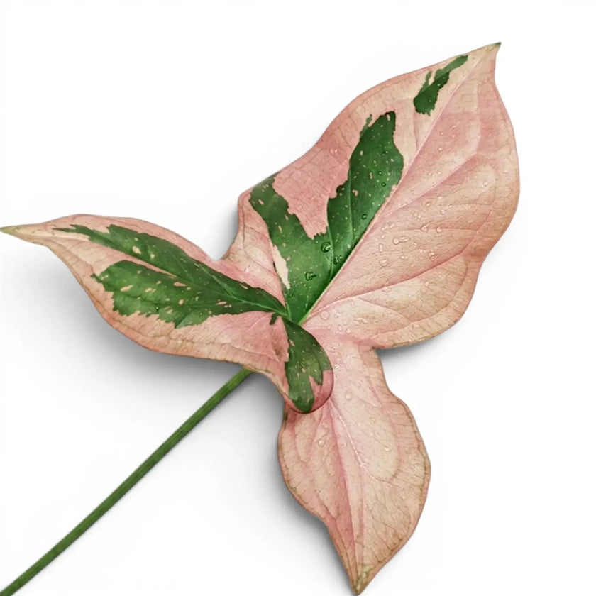 Nahaufnahme der Blätter von Syngonium 'Red Spot'.