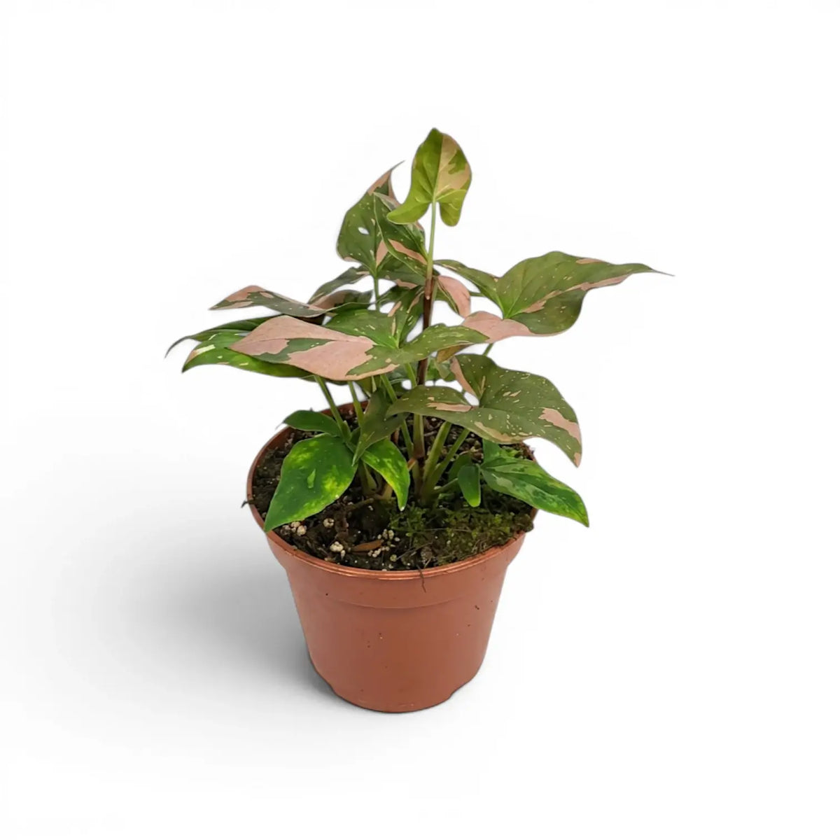 Syngonium 'Red Spot' plant in a nursery pot.