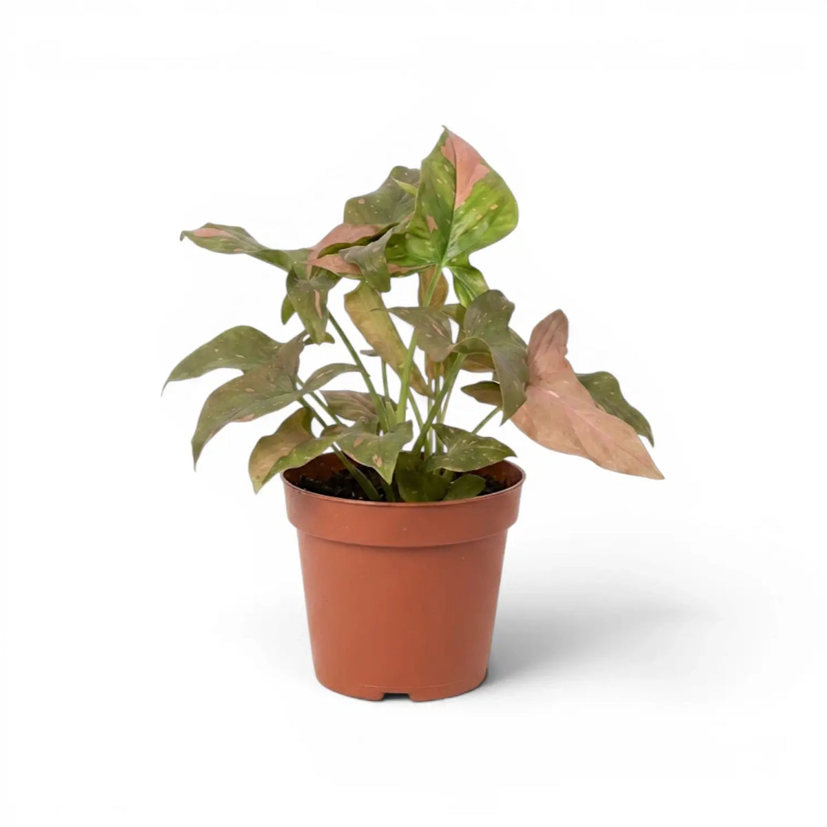 Syngonium 'Red Spot' plant in a nursery pot.