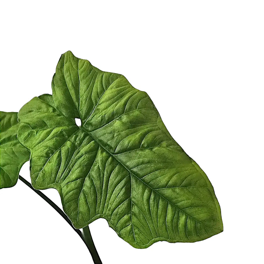 Syngonium steyermarkii leaf detail on white background.