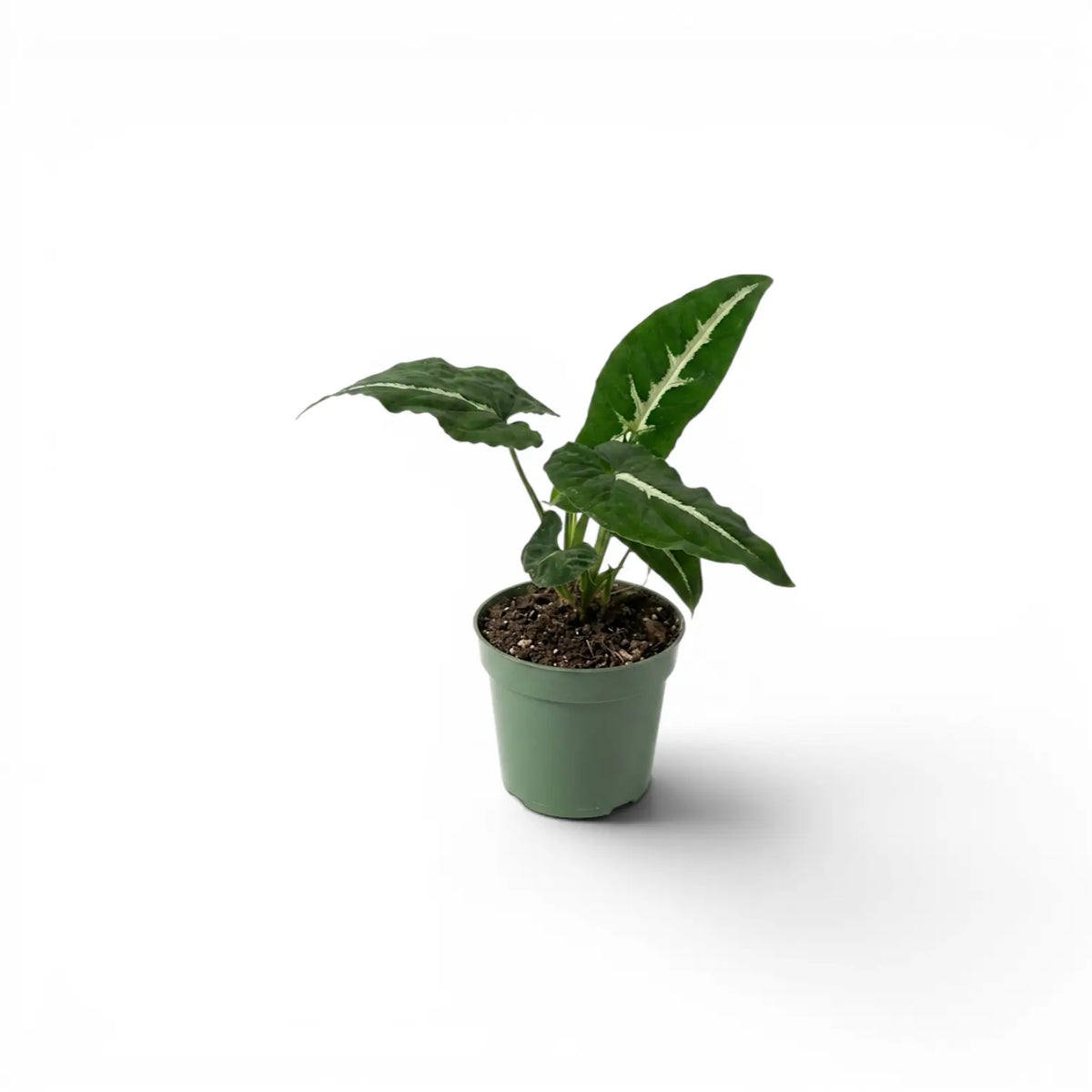 Syngonium wendlandii baby plant in a nursery pot.
