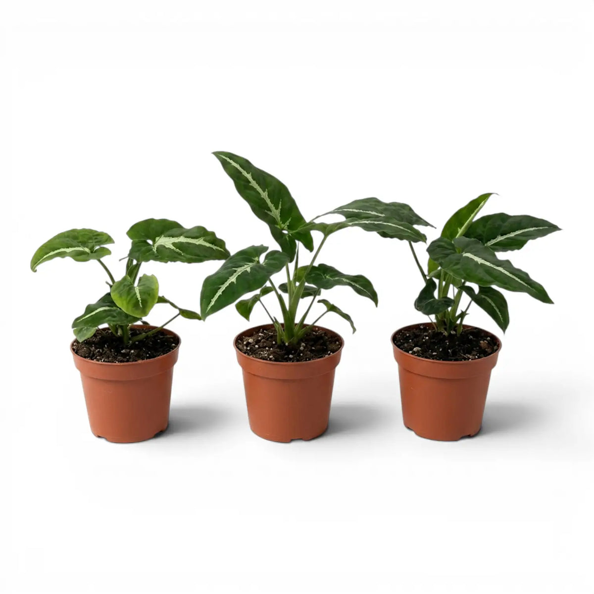 Syngonium wendlandii baby plant in a nursery pot.