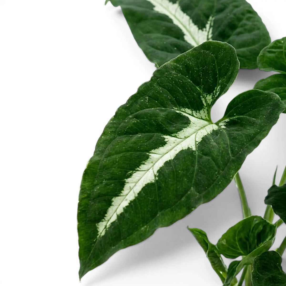 Syngonium wendlandii foliage close-up with dark green leaves and pale midribs.
