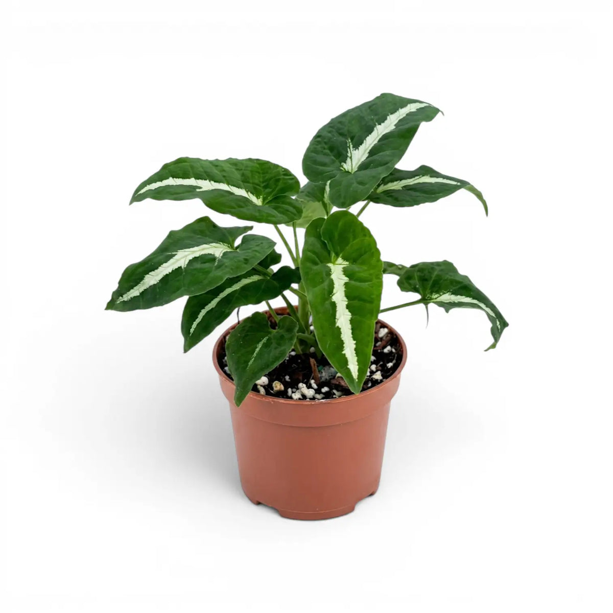Syngonium wendlandii plant in a nursery pot.