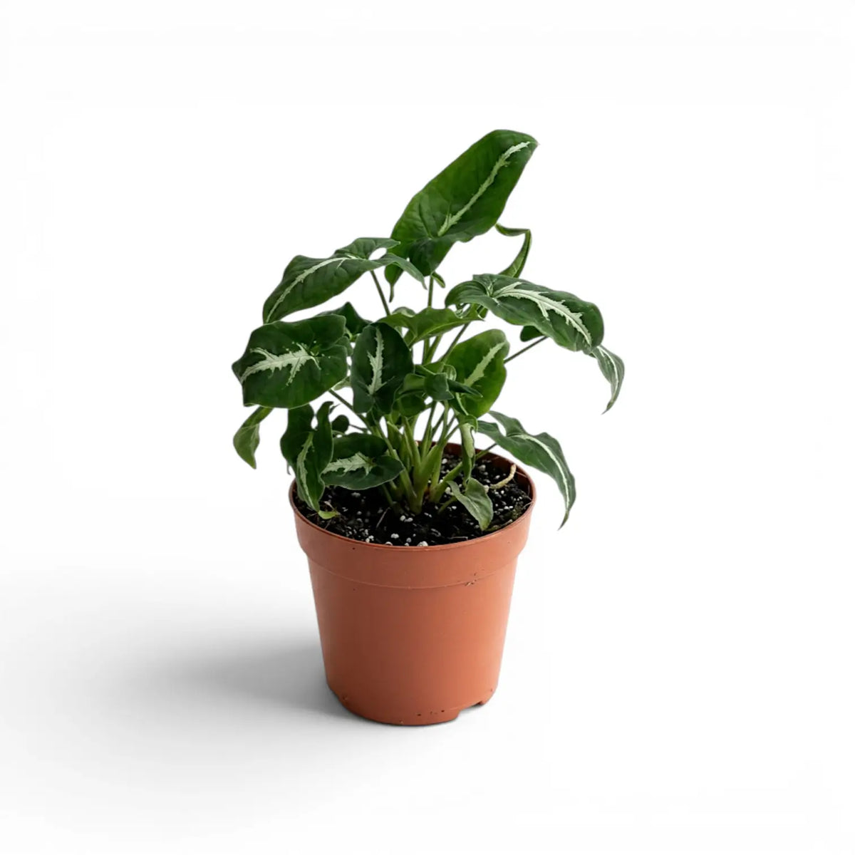 Syngonium wendlandii plant in a nursery pot.