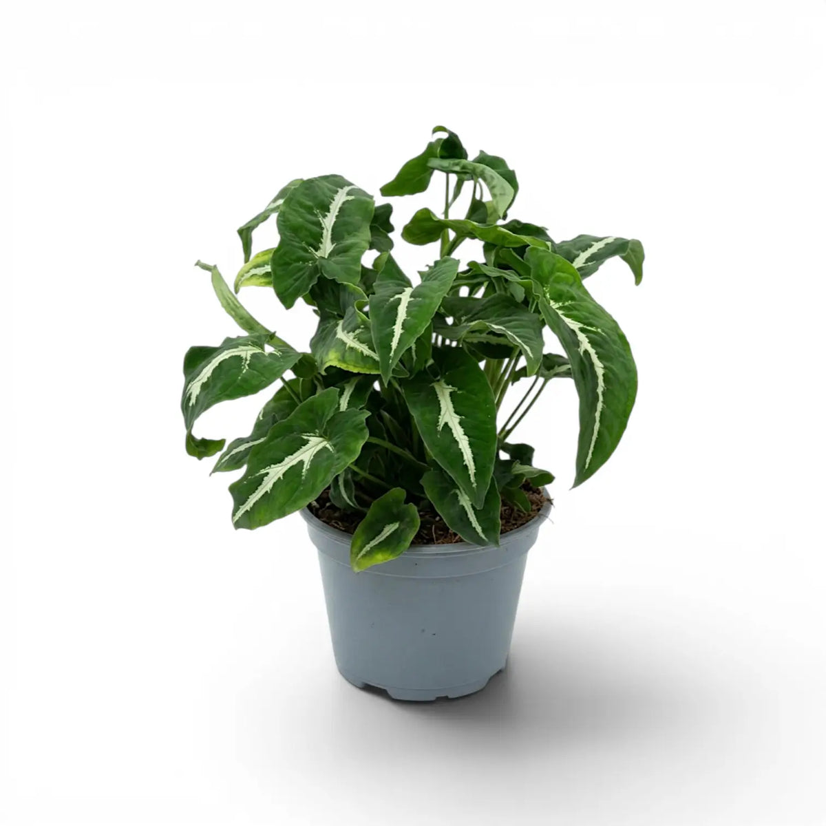 Syngonium wendlandii plant in a nursery pot.