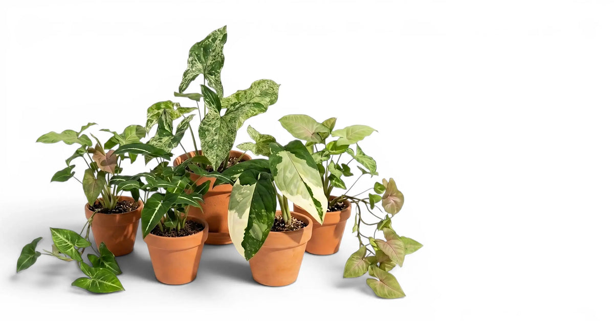Variety of potted Syngonium plants plants on a white background