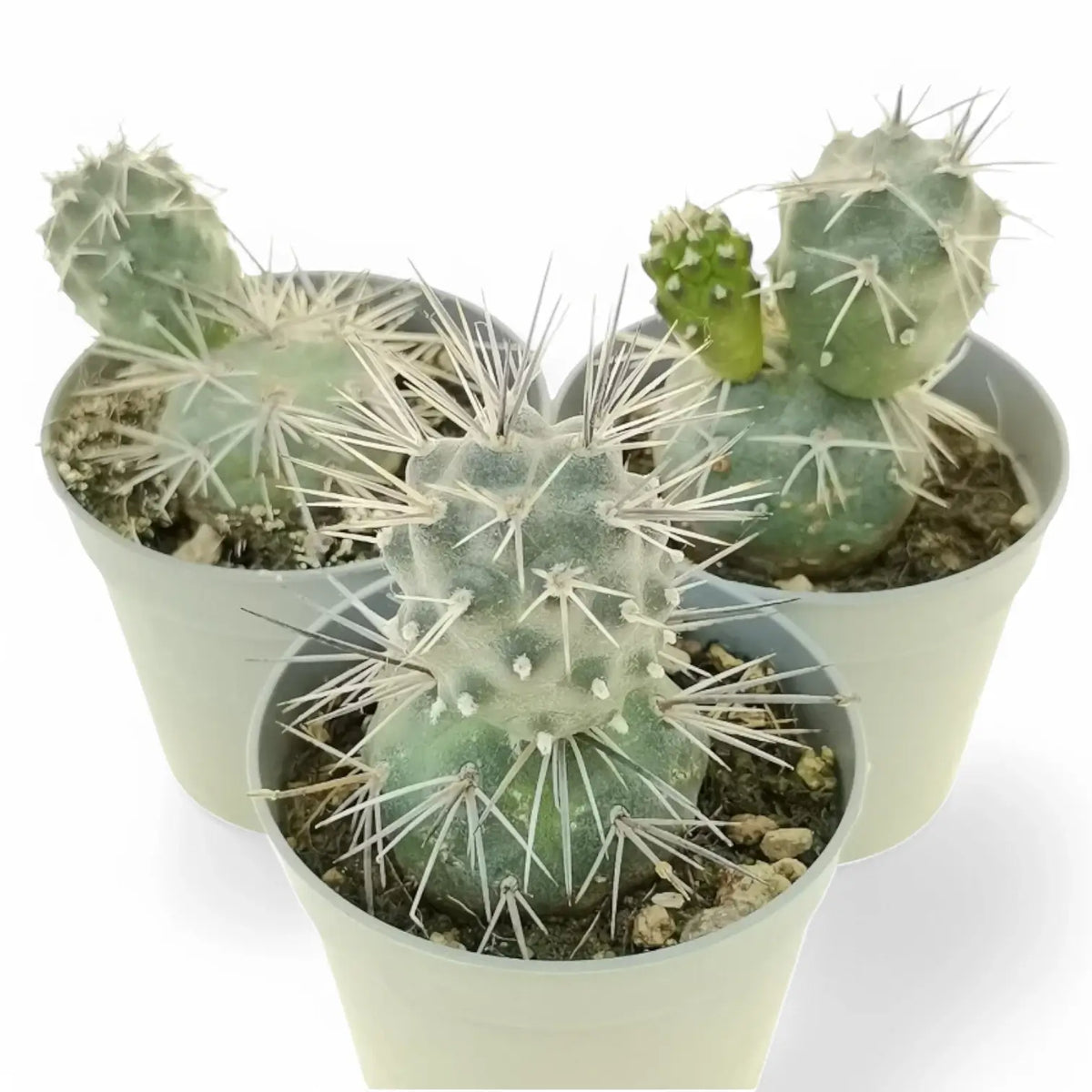 Tephrocactus alexanderi potted plant in nursery pot on white background.