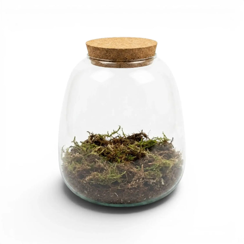 Glasgefäß mit Korkdeckel und Terrarium-Substrat auf weißem Hintergrund