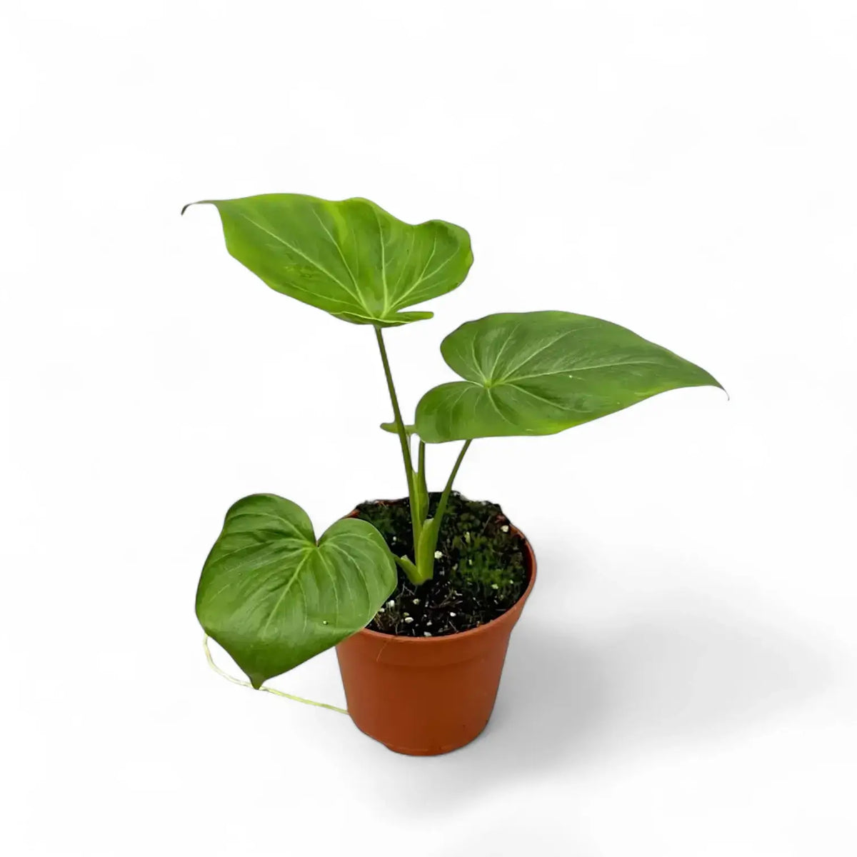 Thaumatophyllum 'African fantasy' ('Philodendron Angela') potted plant in nursery pot on white background.