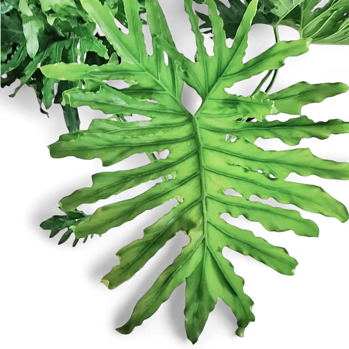 Thaumatophyllum bipinnatifidum – Zimmerpflanze im Kulturtopf auf weißem Hintergrund, Produktfoto 10.
