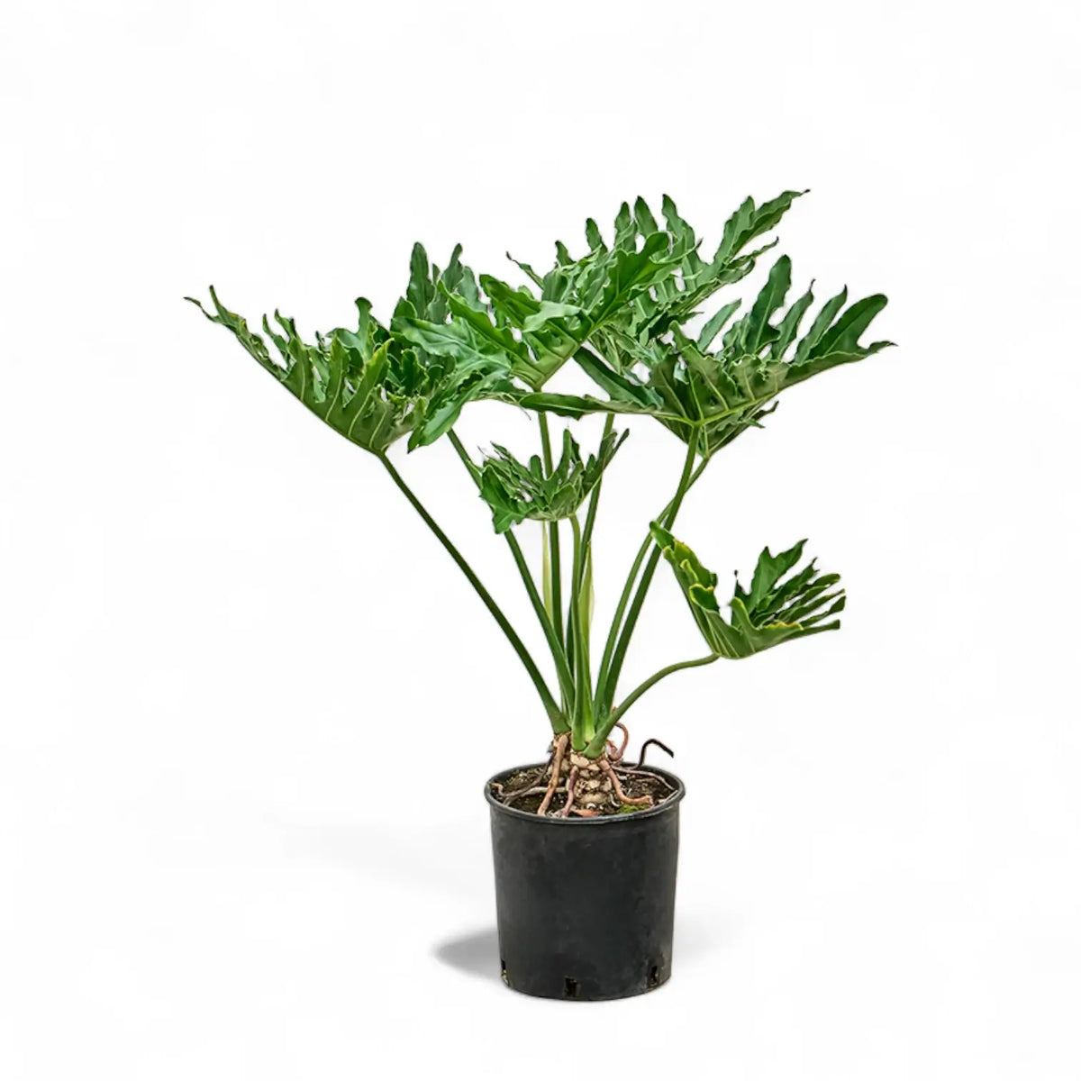Thaumatophyllum bipinnatifidum – Zimmerpflanze im Kulturtopf auf weißem Hintergrund, Produktfoto 2.