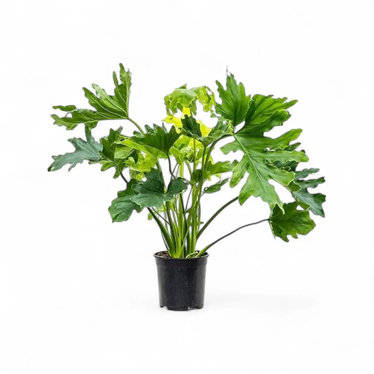 Thaumatophyllum bipinnatifidum – Zimmerpflanze im Kulturtopf auf weißem Hintergrund, Produktfoto 6.