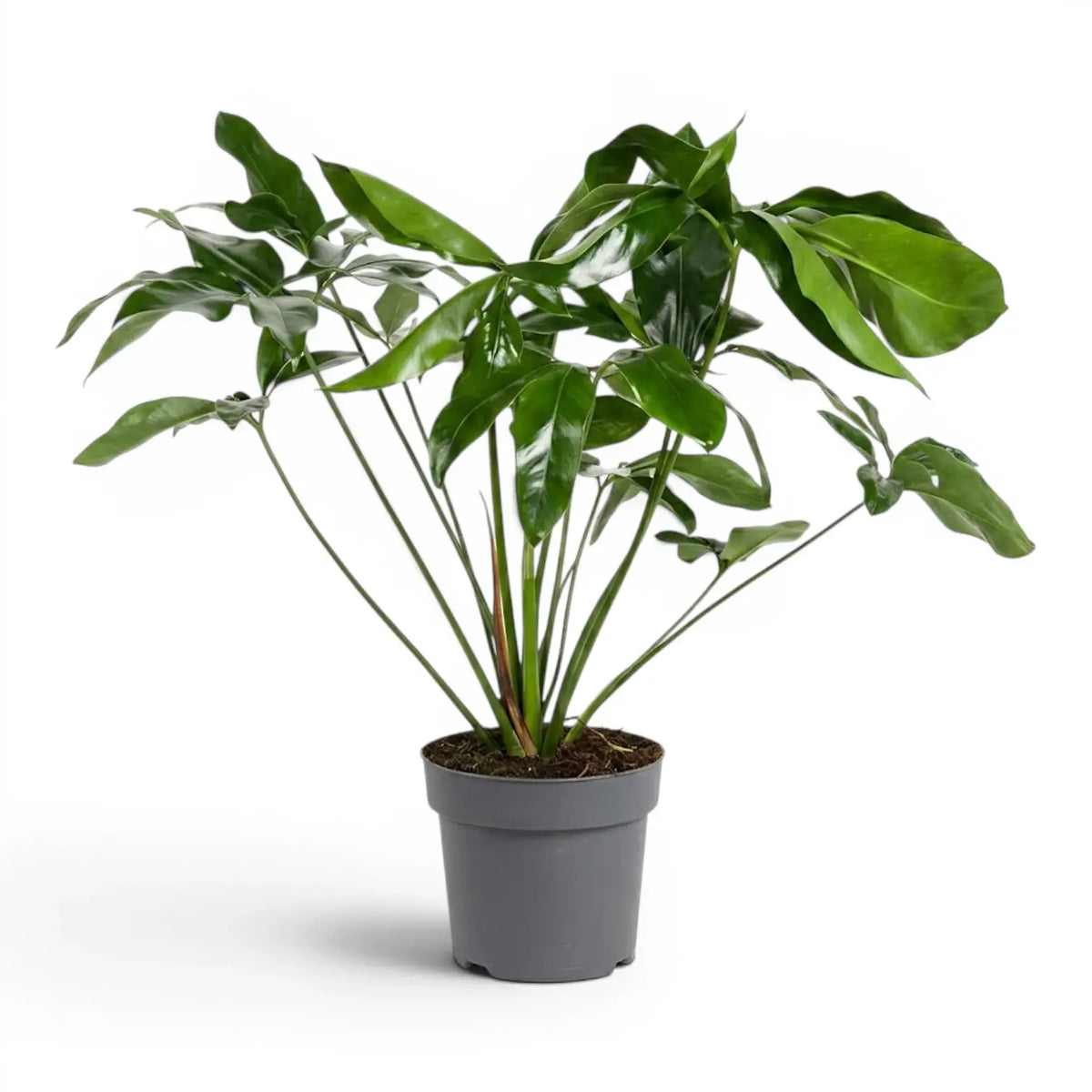 Thaumatophyllum Green Wonder plant with lobed green leaves in a nursery pot.