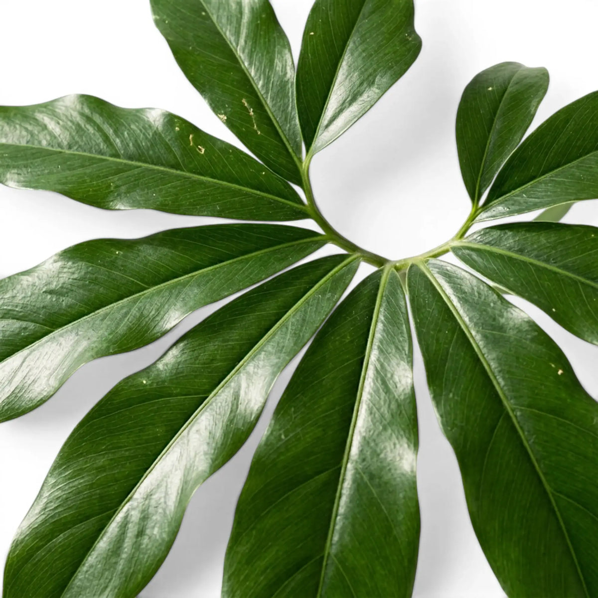 Thaumatophyllum Green Wonder foliage close-up with deeply lobed green leaves.