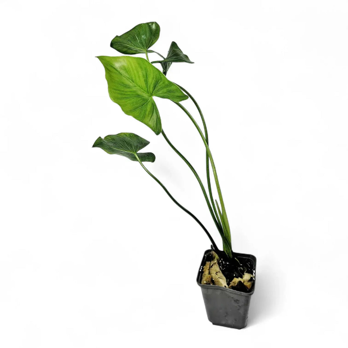 Thaumatophyllum tweedieanum potted plant in nursery pot on white background.