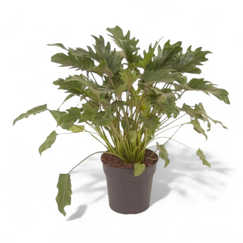 Thaumatophyllum xanadu – Zimmerpflanze im Kulturtopf auf weißem Hintergrund, Produktfoto 2.