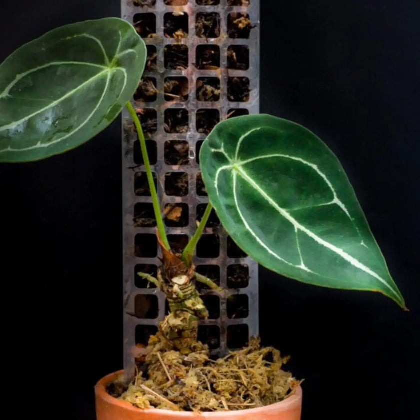 THICCLY® GrowPole™ - The Ultimate Plant Support Hauptproduktfoto vor weißem Hintergrund.