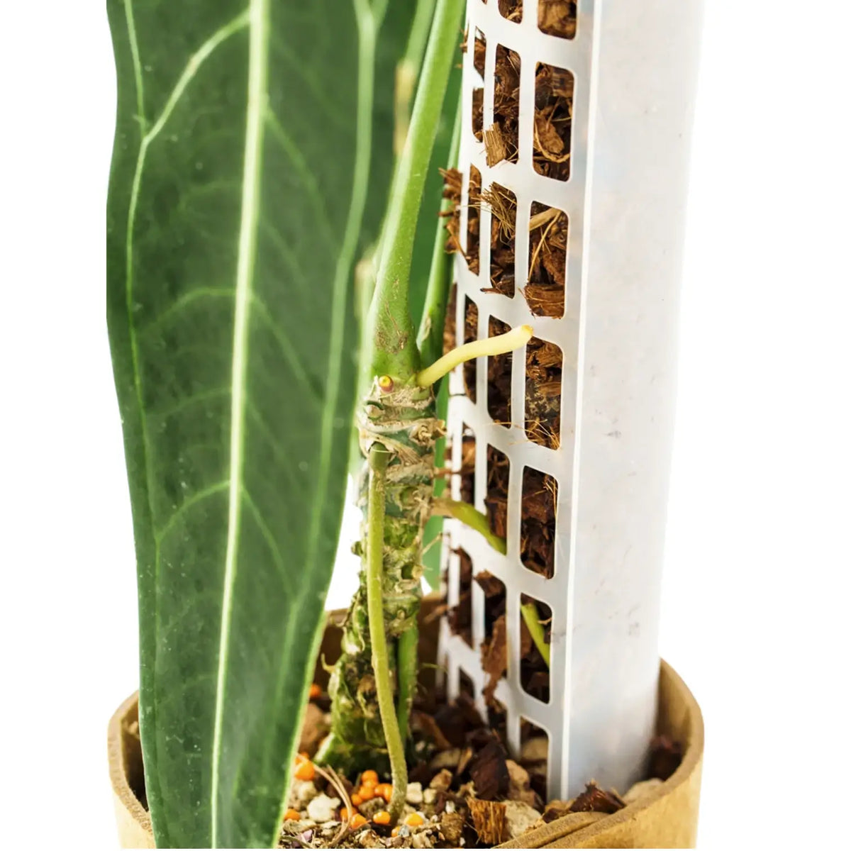THICCLY® GrowPole™ - The Ultimate Plant Support on white background.