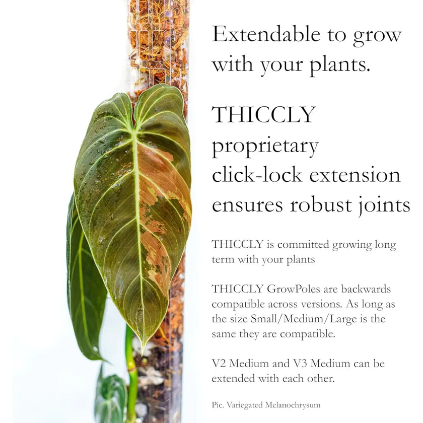 THICCLY® GrowPole™ - ultimative Pflanzenstütze vor weißem Hintergrund, Produktfoto 4.