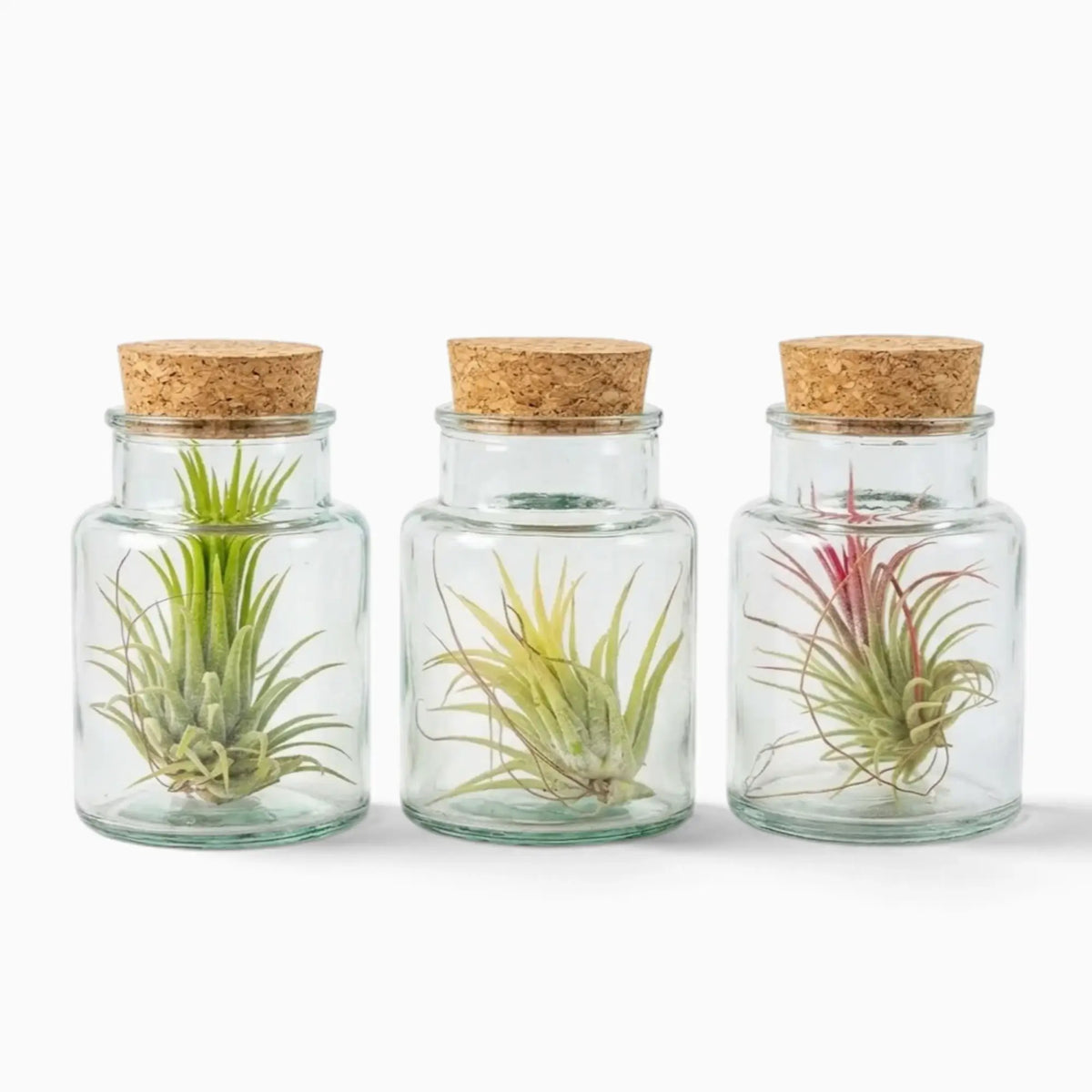 Three Tillandsia air plants in corked glass bottles with varied green and red foliage