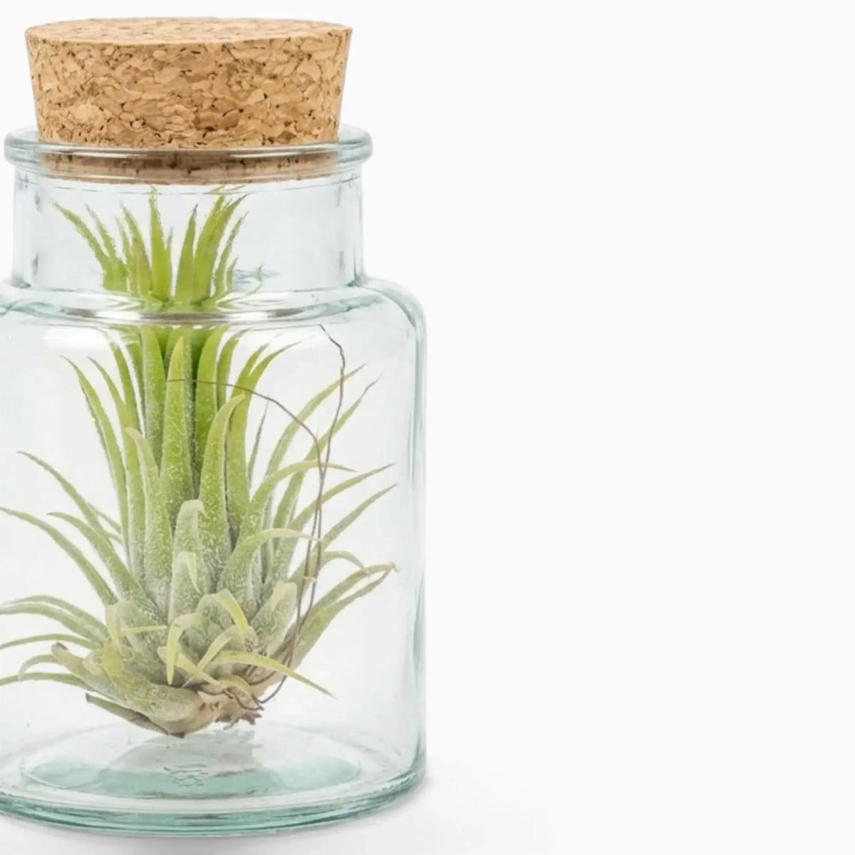 Green Tillandsia rosette close-up inside a corked clear glass bottle