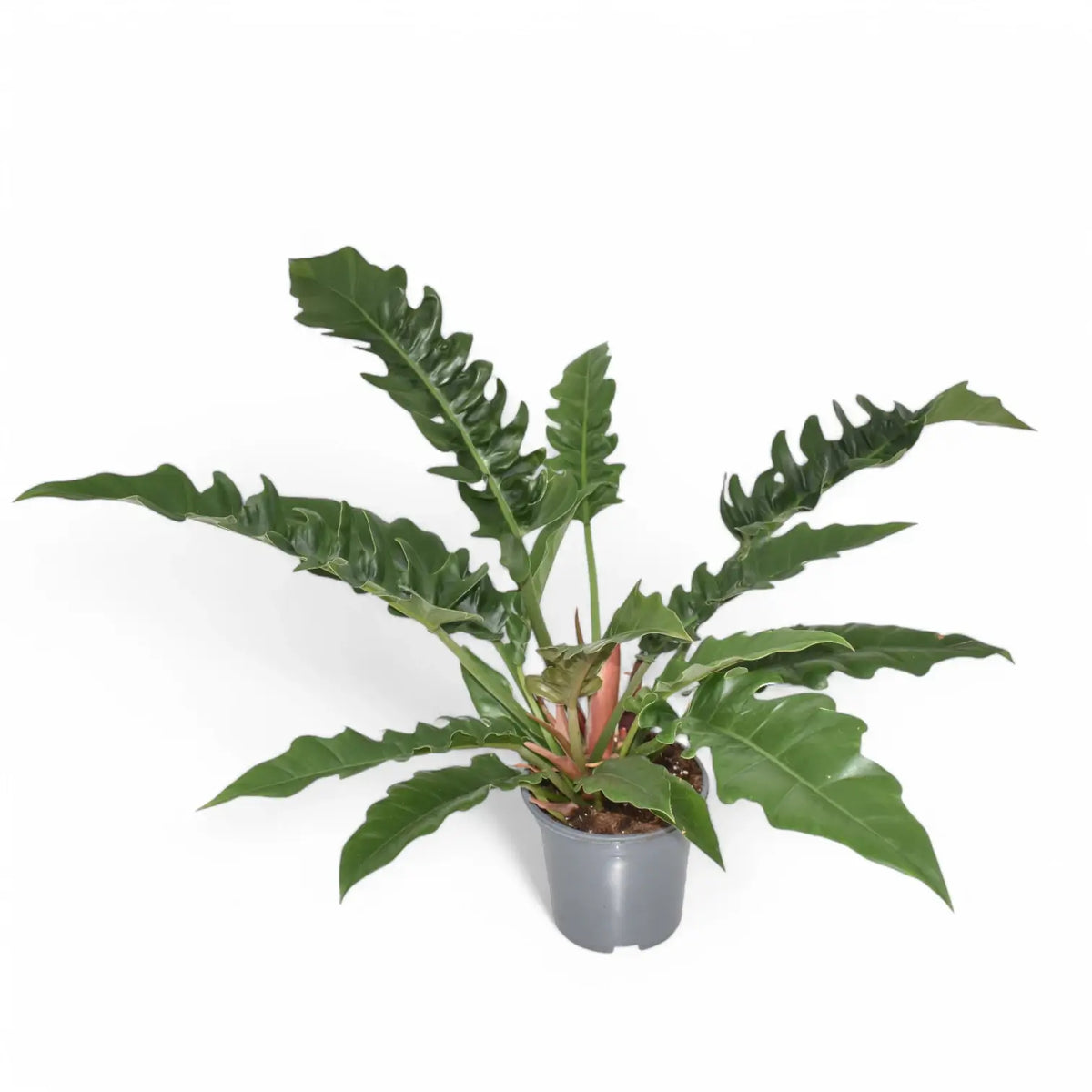 Philodendron 'Narrow' ('Tiger Tooth', 'Jungle boogie') – Zimmerpflanze im Kulturtopf auf weißem Hintergrund, Produktfoto 5.