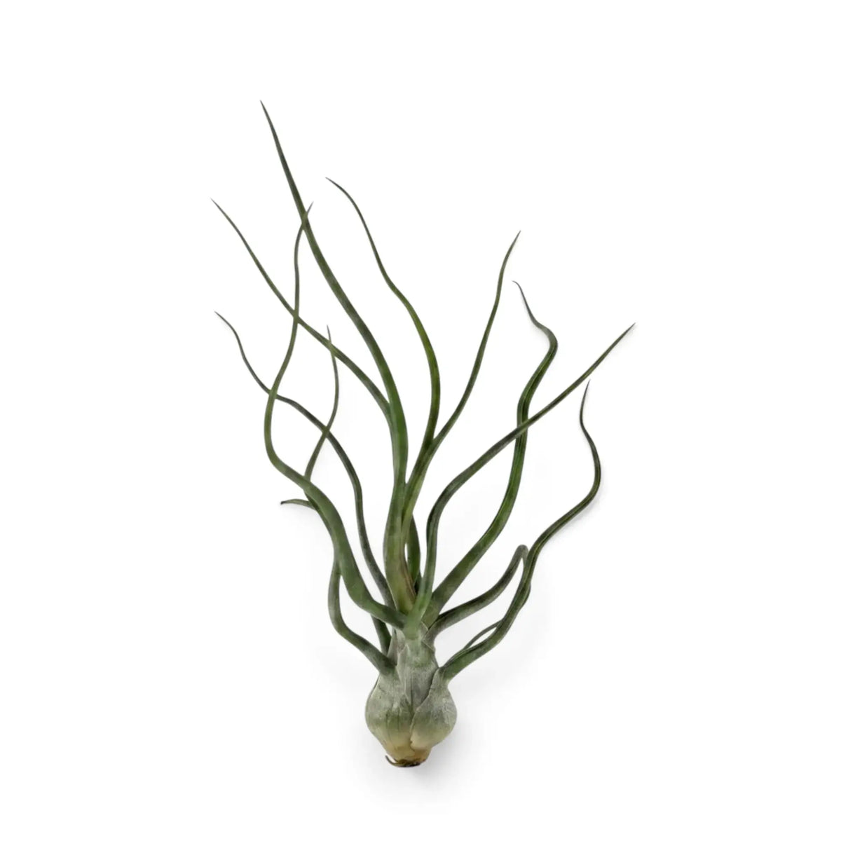 Tillandsia bulbosa als Luftpflanze mit rundlich verdickter Basis und schmalen, gedrehten grünen Blättern