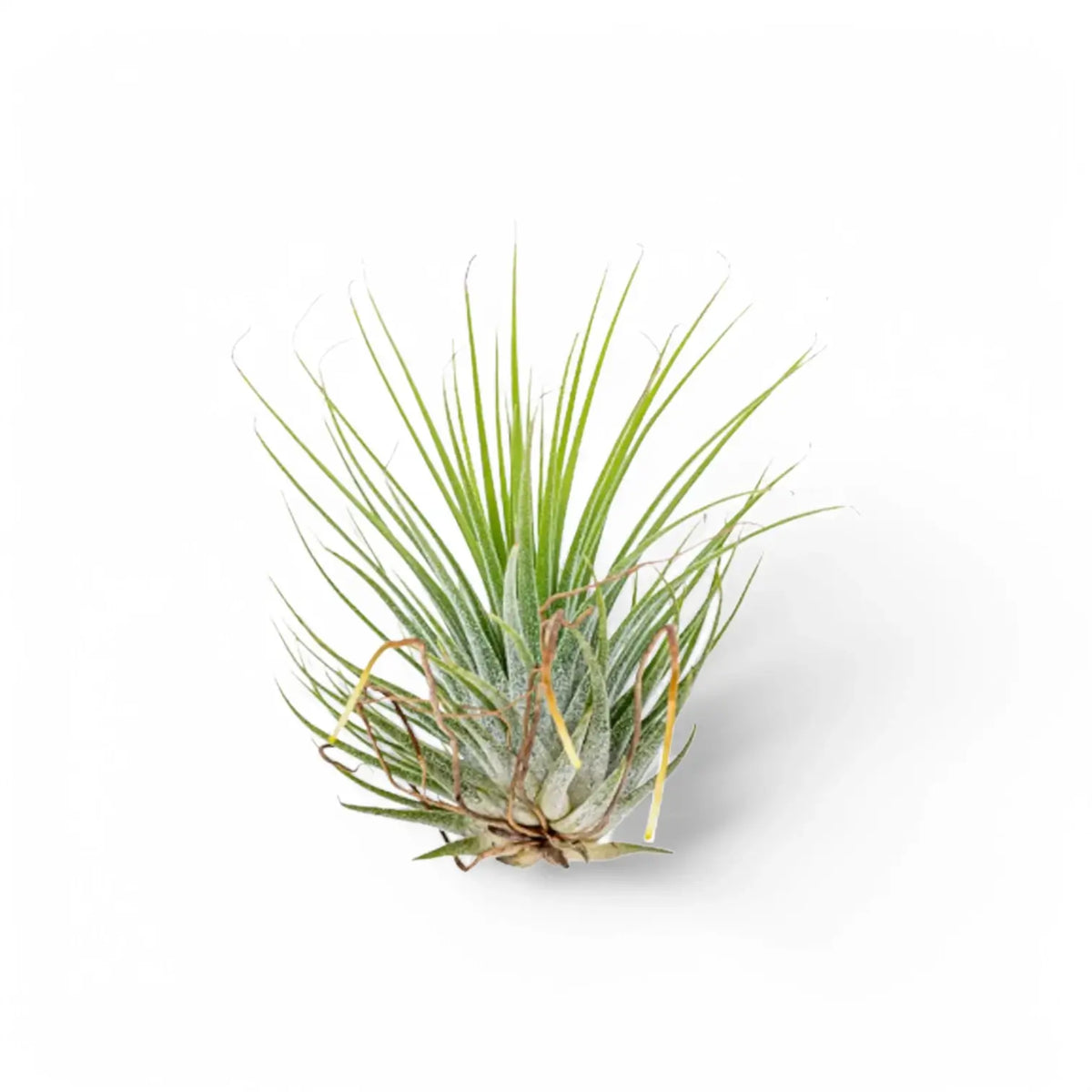 Tillandsia air plant with a narrow upright green rosette against a white background
