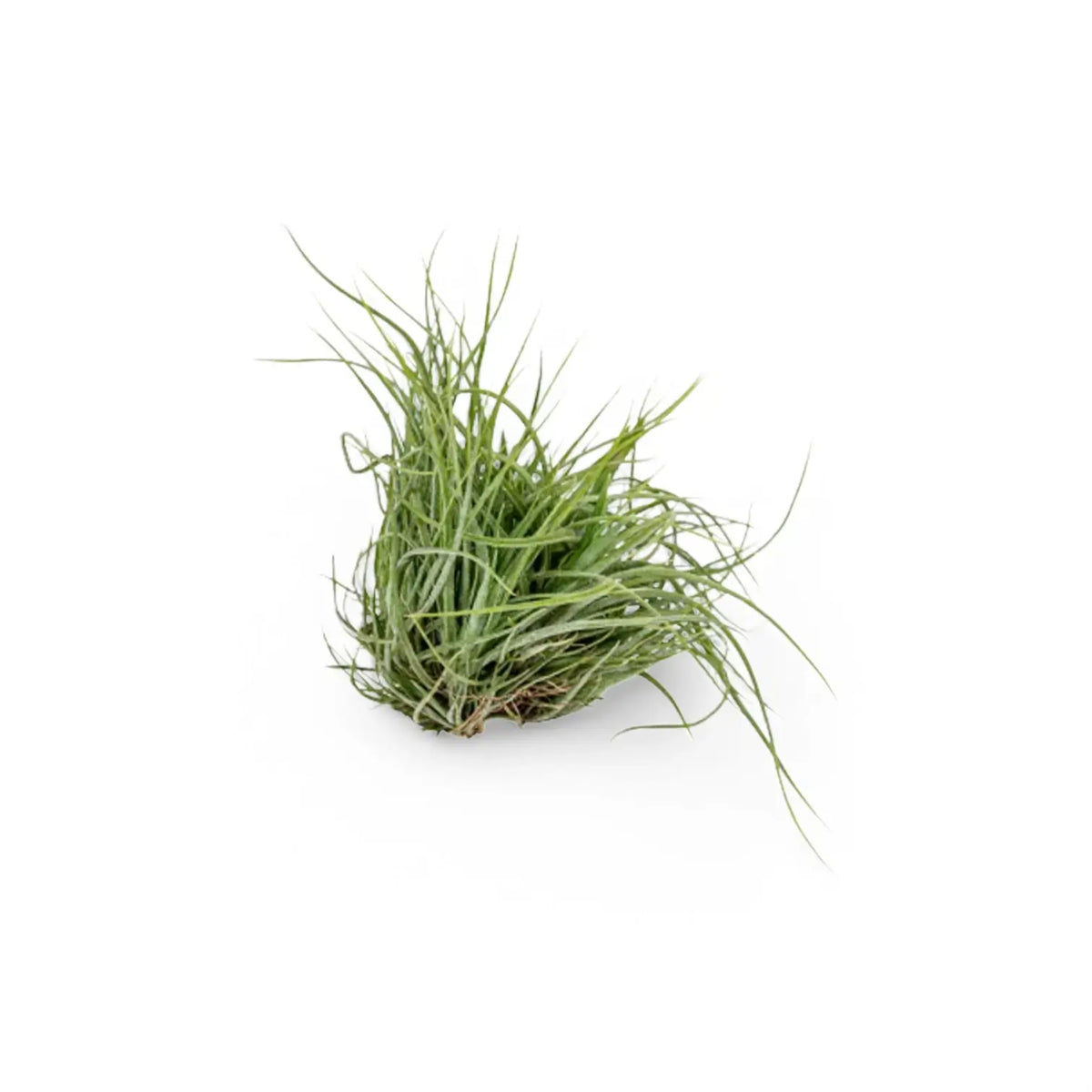 Tillandsia air plant forming a fine grass-like green tuft