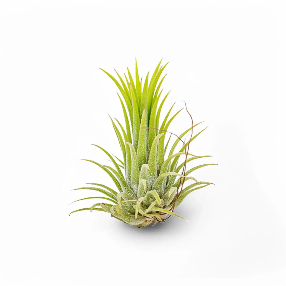 Tillandsia air plant with bright lime-green upright foliage