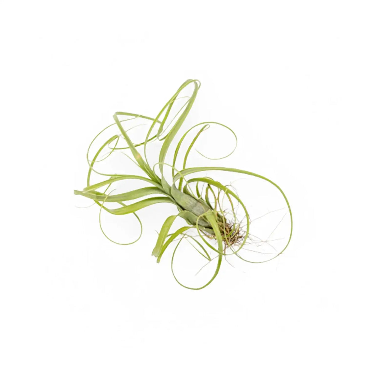 Tillandsia air plant with long looping green leaves against a white background