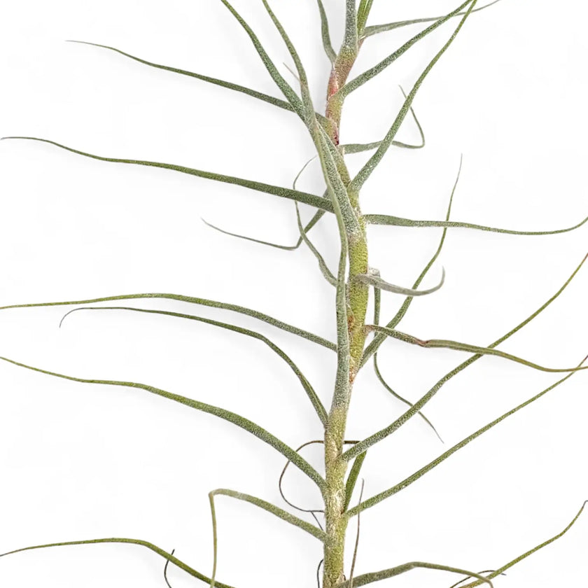 Nahaufnahme von Tillandsia caerulea vor weißem Hintergrund.