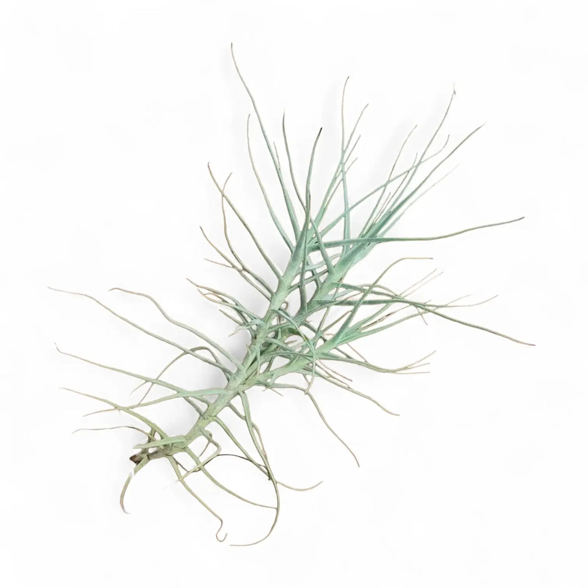 Tillandsia caerulea potted plant in nursery pot on white background.