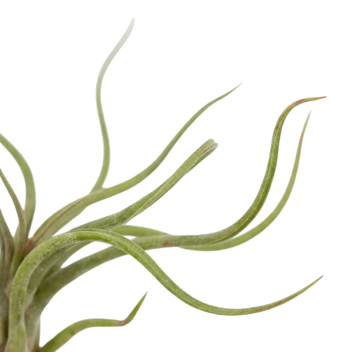 Tillandsia caput-medusae close-up showing overlapping leaf bases and long curved foliage