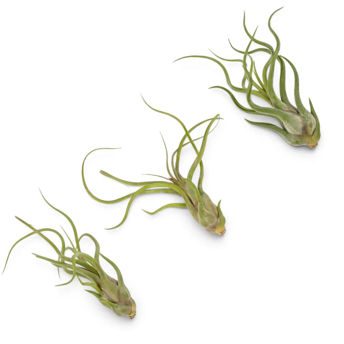 Tillandsia caput-medusae with a compact bulbous base and looping grey-green leaves