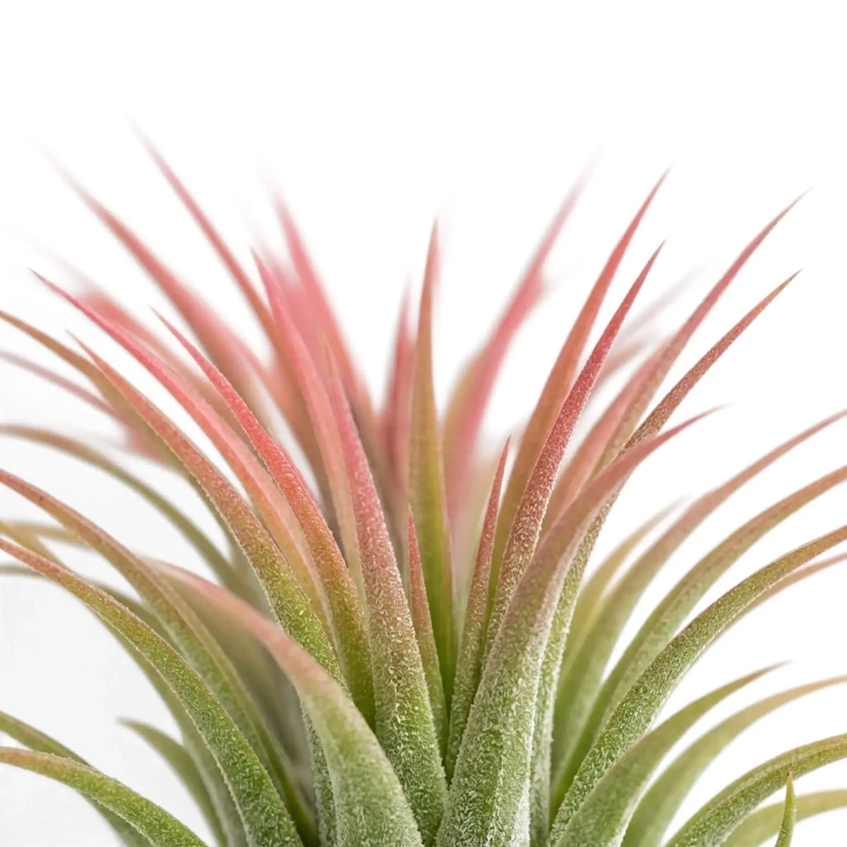 Tillandsia ionantha foliage close-up