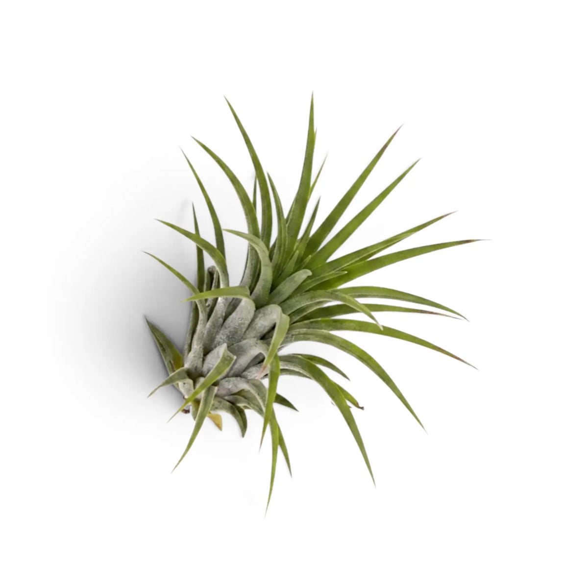 Tillandsia ionantha air plant