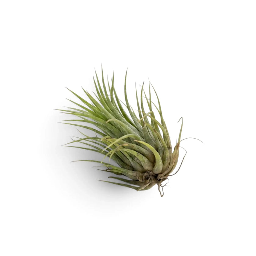 Tillandsia ionantha air plant