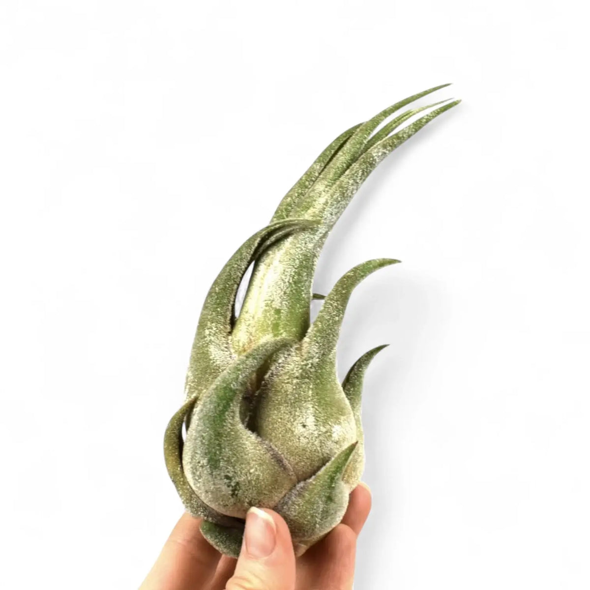 Tillandsia seleriana potted plant in nursery pot on white background.