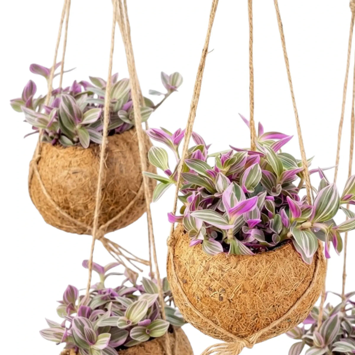 Hanging Kokodama of Tradescantia zebrina ‘Sweetness’ with dense pastel variegated foliage
