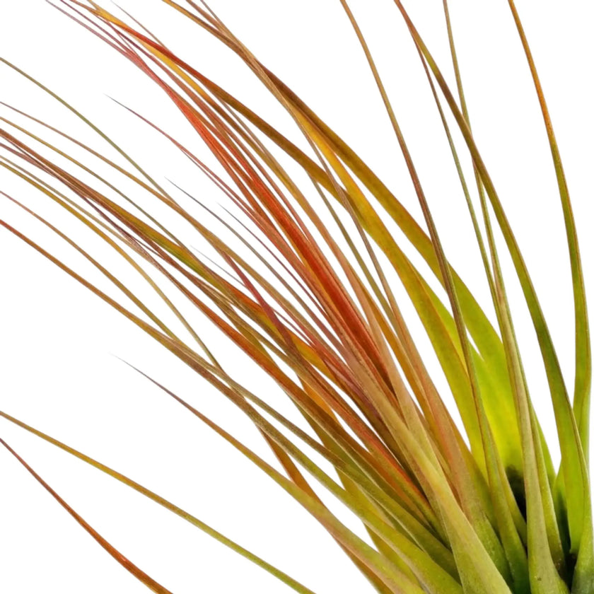 Tillandsia tricolor close-up showing narrow leaves shifting from green to reddish orange