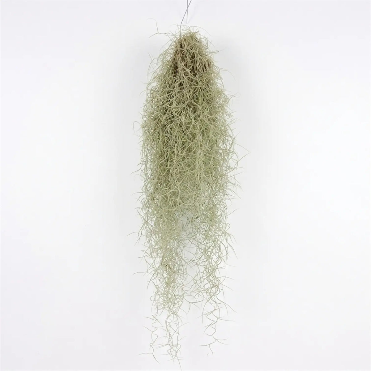 Full hanging Tillandsia usneoides with a thick silver-grey centre and long trailing strands