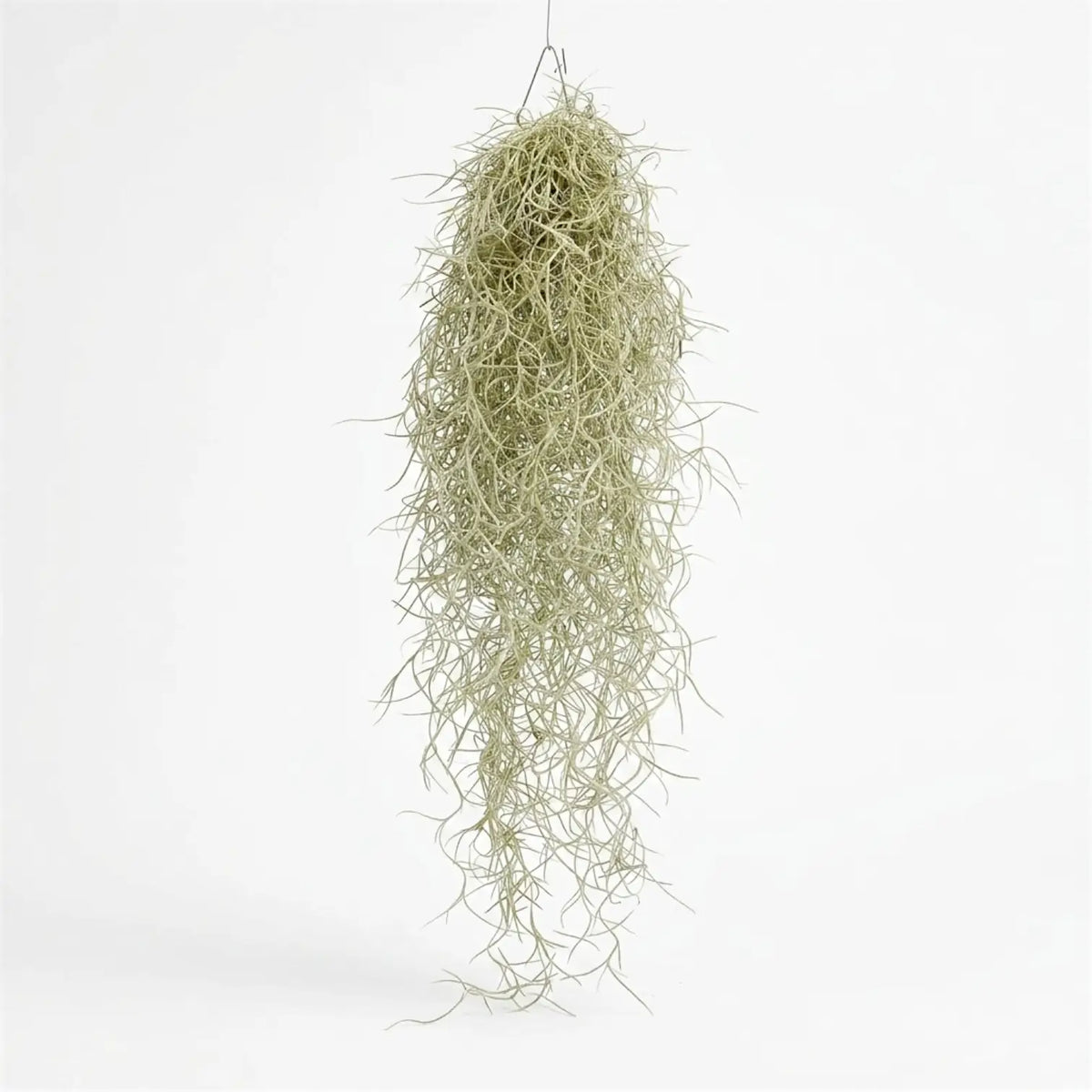 Full hanging Tillandsia usneoides bundle with a dense upper section and fine trailing curls