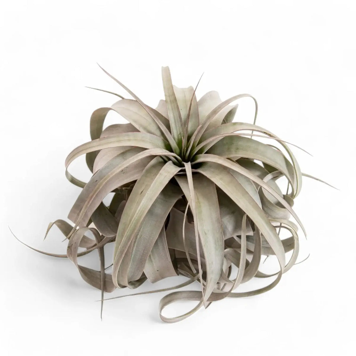 Tillandsia xerographica potted plant in nursery pot on white background.