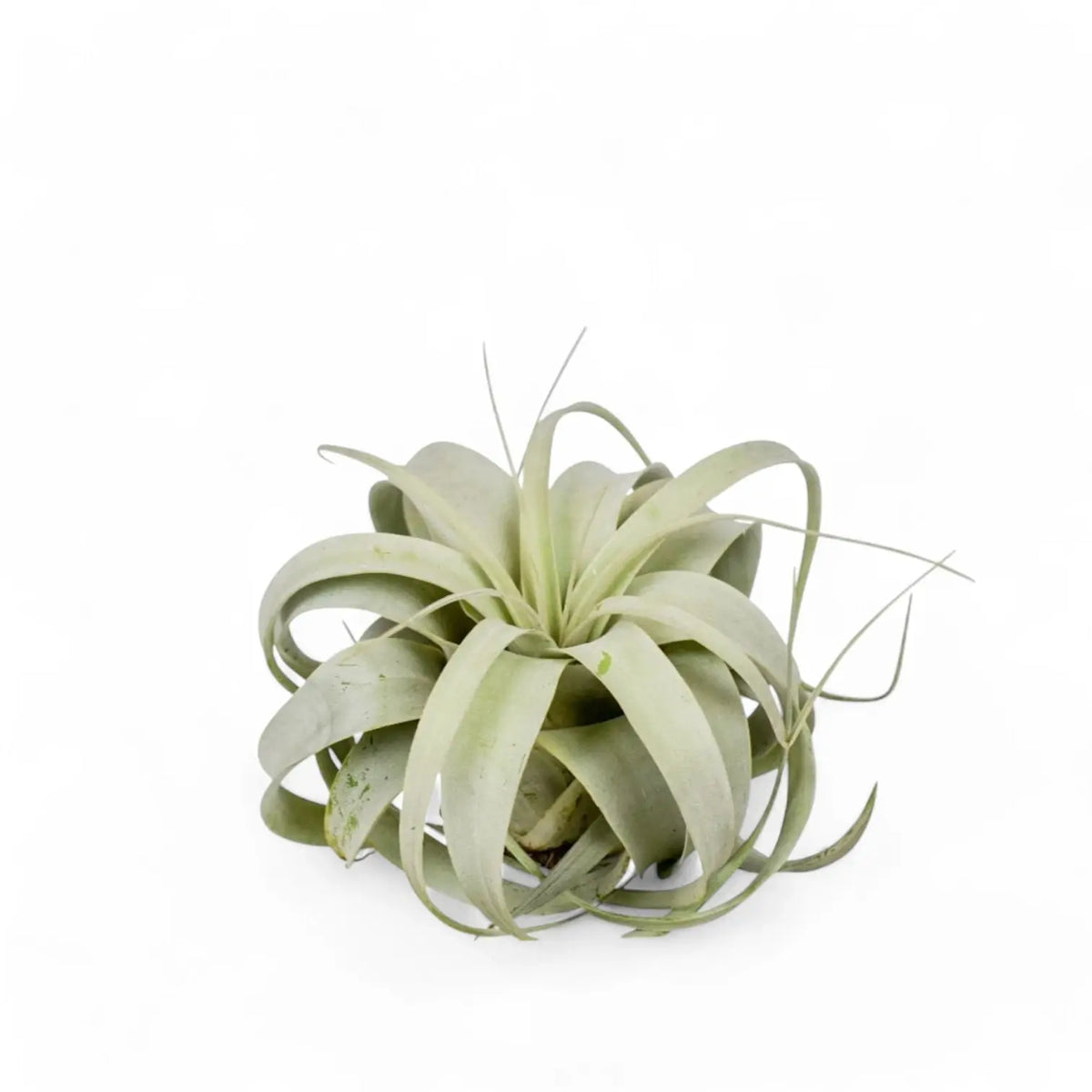 Tillandsia xerographica potted plant in nursery pot on white background.