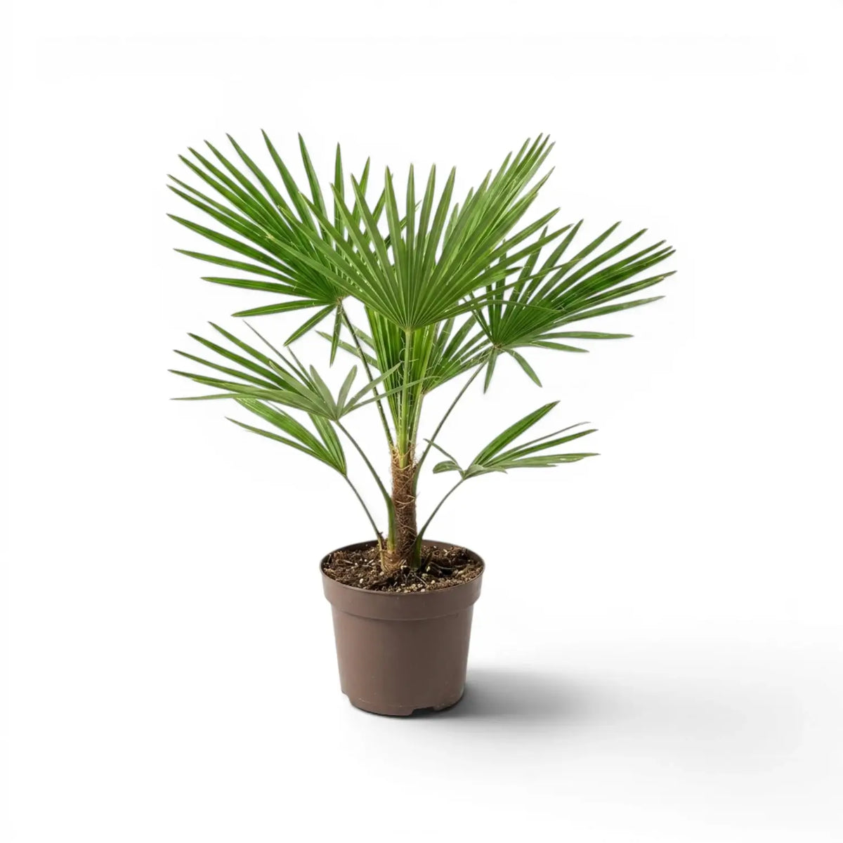 Beispielexemplar einer Trachycarpus-fortunei-Palme im Topf vor weißem Hintergrund